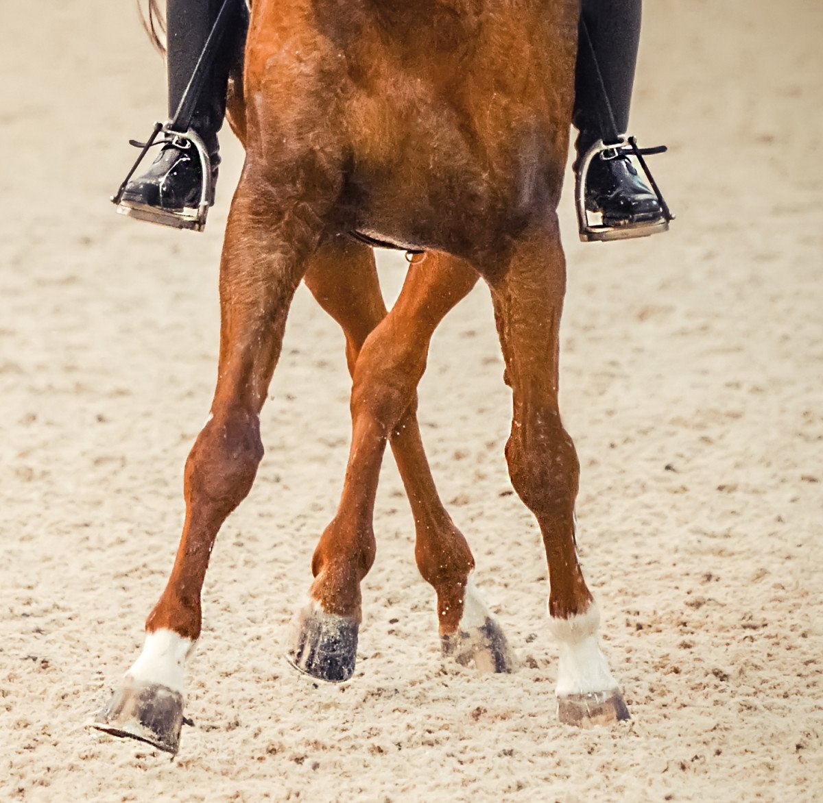 Rally 21st September - Flatwork Classes