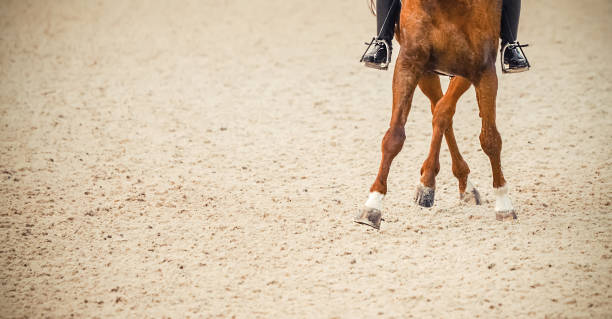 20th July - Dressage Day
